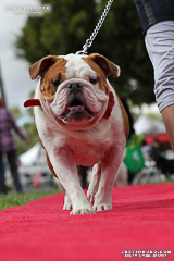 Bulldog Beauty Contest, Long Beach, Calif.